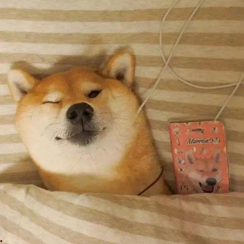 网红吃瓜狗子图片高清大图,高清大图带你领略萌宠魅力 第1张 网红吃瓜狗子图片高清大图,高清大图带你领略萌宠魅力 第1张